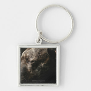 A sleeping pit bull dog keychain