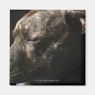 A sleeping pit bull dog magnet