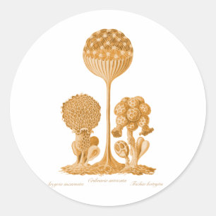 A Slime Mould Classic Round Sticker