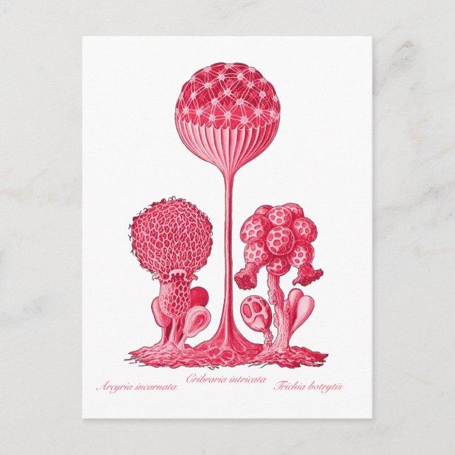 A Slime Mould Postcard (Front)