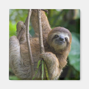 A sloth Magnet