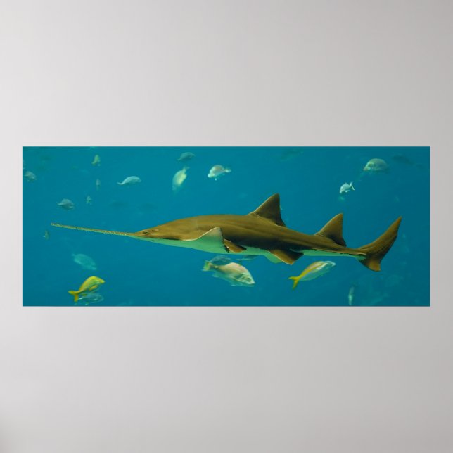 A Smalltooth Sawfish Pristis pectinata Poster (Front)
