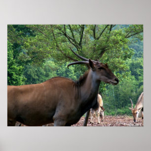 A smiling gazelle poster