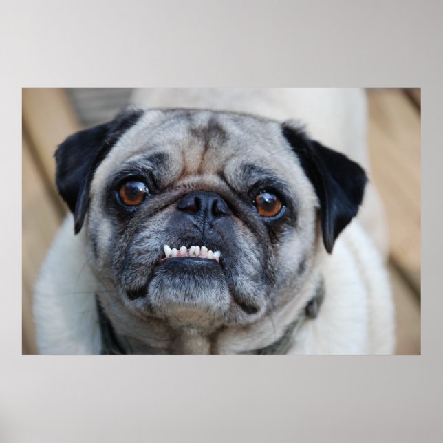 A Smiling Pug Poster (Front)