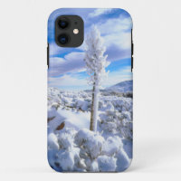 A snow covered yucca