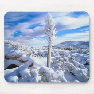 A snow covered yucca mouse pad
