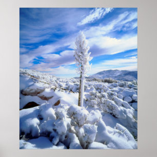 A snow covered yucca poster