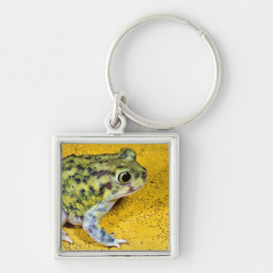 A spadefoot toad keychain
