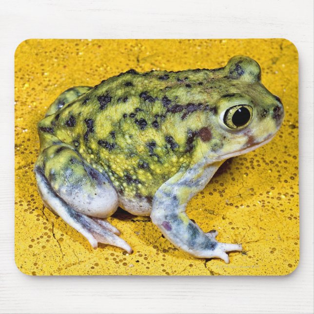 A spadefoot toad mouse pad (Front)