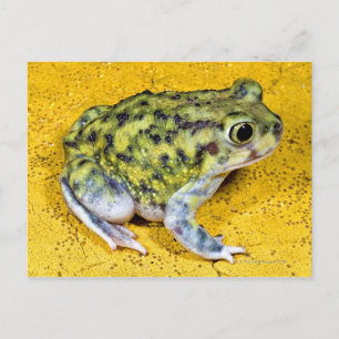 A spadefoot toad postcard