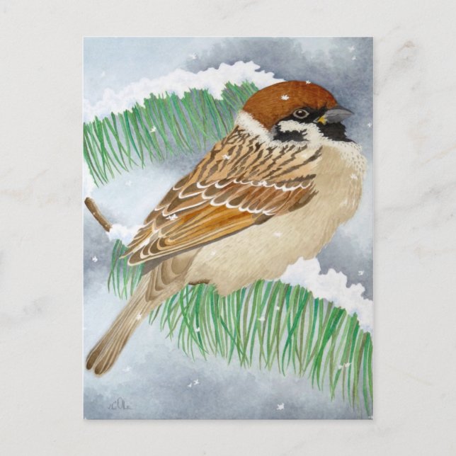 A Sparrow in winter Postcard (Front)