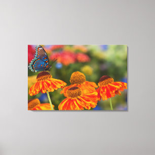 A Spicebush Swallowtail, Papilio troilus Canvas Print