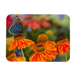 A Spicebush Swallowtail, Papilio troilus Magnet