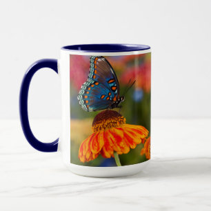 A Spicebush Swallowtail, Papilio troilus Mug