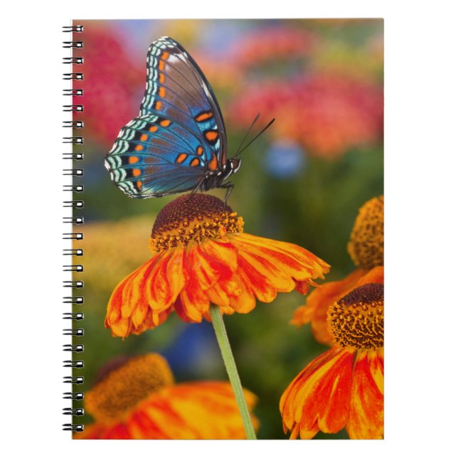 A Spicebush Swallowtail, Papilio troilus Notebook (Front)