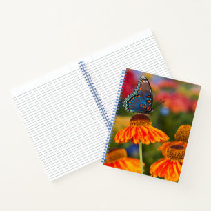 A Spicebush Swallowtail, Papilio troilus Notebook