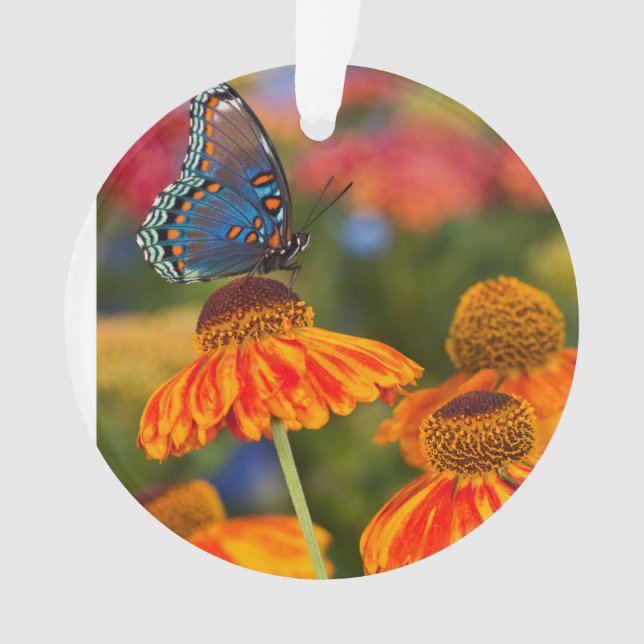 A Spicebush Swallowtail, Papilio troilus Ornament (Front)