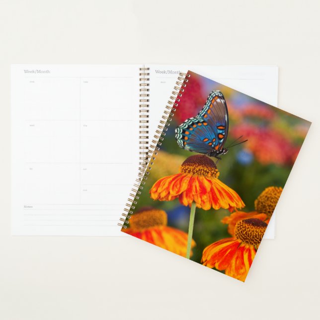 A Spicebush Swallowtail, Papilio troilus Planner (Display)