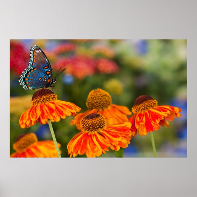 A Spicebush Swallowtail, Papilio troilus Poster (Front)