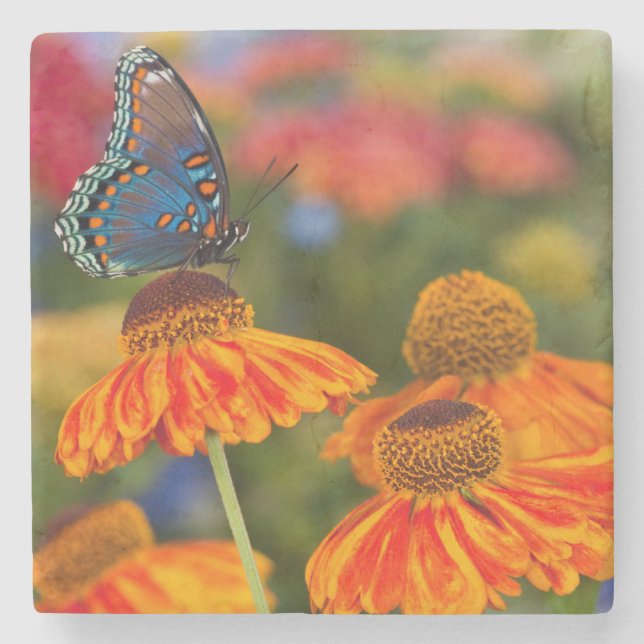 A Spicebush Swallowtail, Papilio troilus Stone Coaster (Front)
