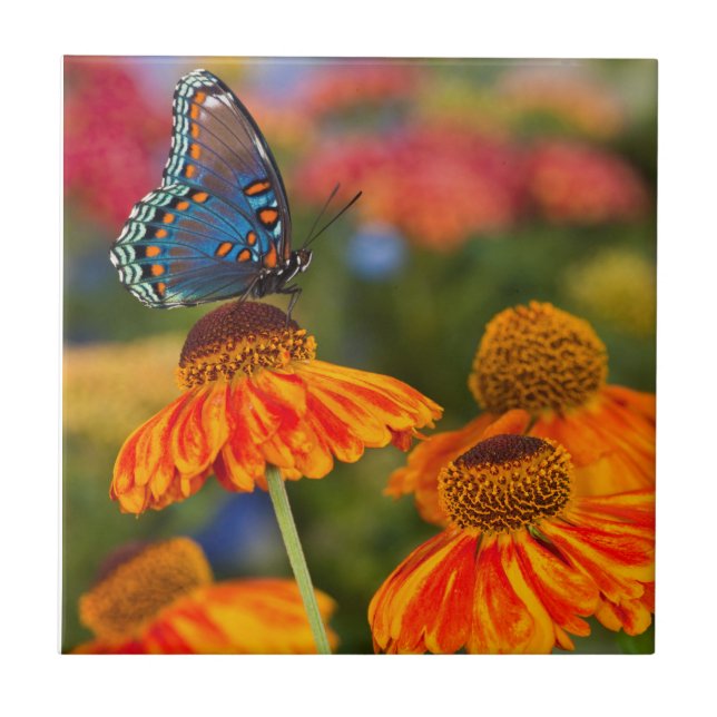 A Spicebush Swallowtail, Papilio troilus Tile (Front)