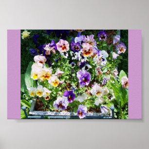 A SPLASH OF COLOR  POSTER