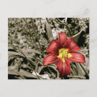 A Splash of Colour Postcard