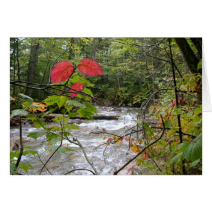 "A splash of red"