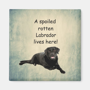 A Spoiled Rotten Labrador Lives Here Magnet