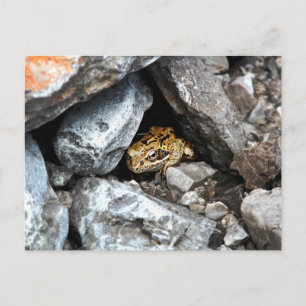 A spotted Frog hides among the rocks in a yard Postcard