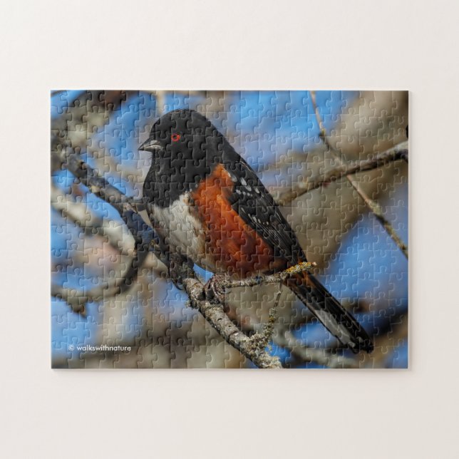 A Spotted Towhee in a Tree Jigsaw Puzzle (Horizontal)