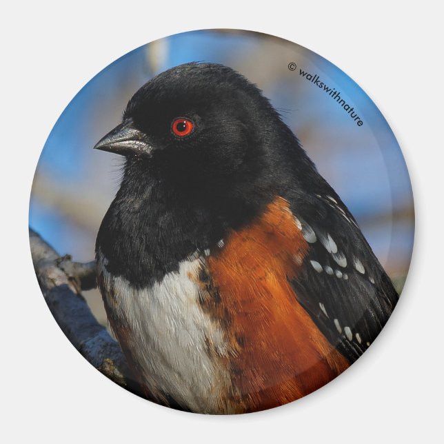A Spotted Towhee in a Tree Magnet (Front)