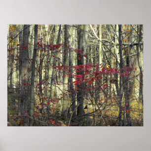 A Spray of Red Leaves Poster