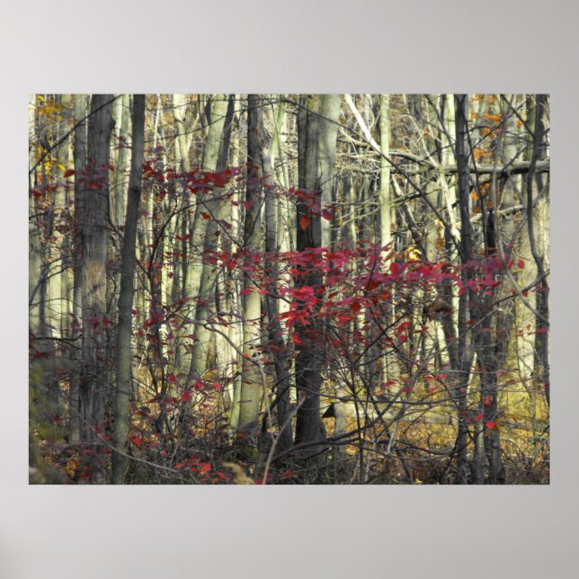 A Spray of Red Leaves Poster (Front)