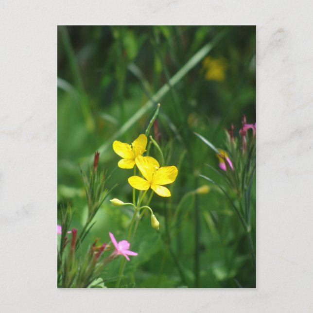 A Spring Meadow in New England Postcard (Front)
