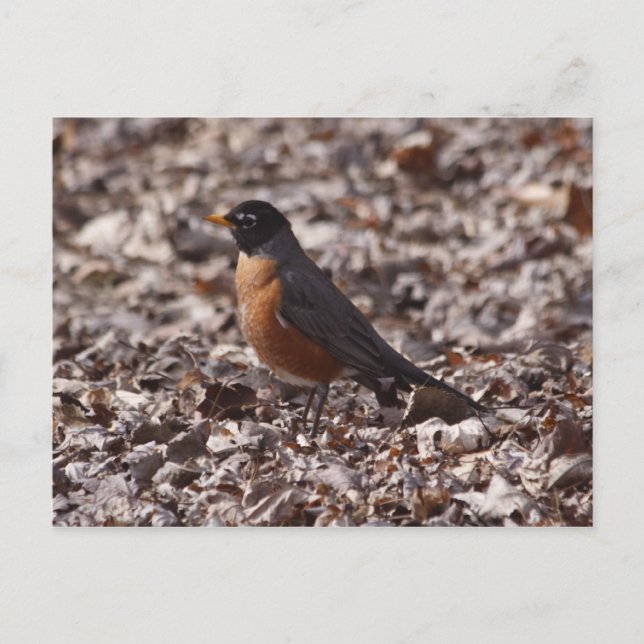 A Spring Robin Postcard (Front)