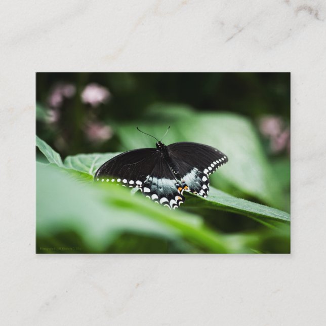 A Stately Appearance Mini Print Business Card (Front)