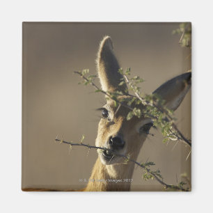 A Steenbok looking at the camera while it eats Magnet