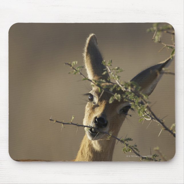 A Steenbok looking at the camera while it eats Mouse Pad (Front)