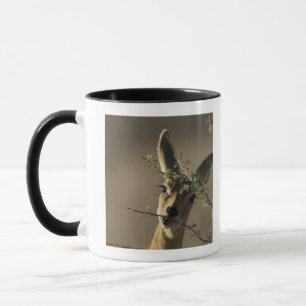 A Steenbok looking at the camera while it eats Mug