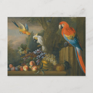 A Still Life With Fruit, Parrots And a Cockatoo Postcard