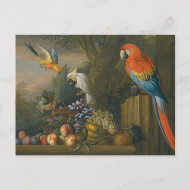 A Still Life With Fruit, Parrots And a Cockatoo Postcard (Front)