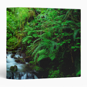 A stream in an old-growth forest binder