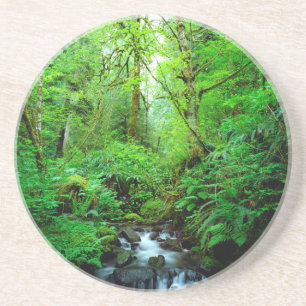 A stream in an old-growth forest coaster