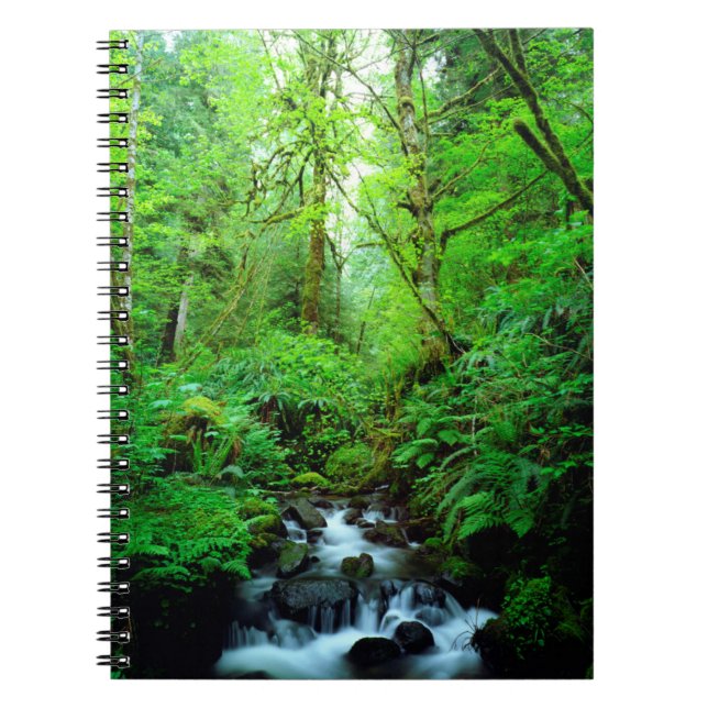 A stream in an old-growth forest notebook (Front)
