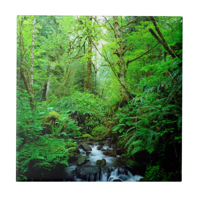 A stream in an old-growth forest tile (Front)