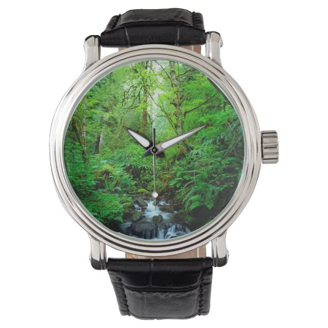 A stream in an old-growth forest watch (Front)