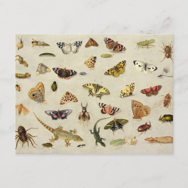 A Study of insects Postcard (Front)
