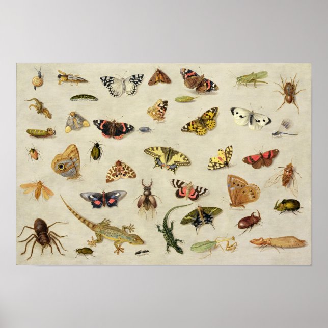 A Study of insects Poster (Front)