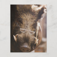 a stuffed wild boar wearing glasses outside a